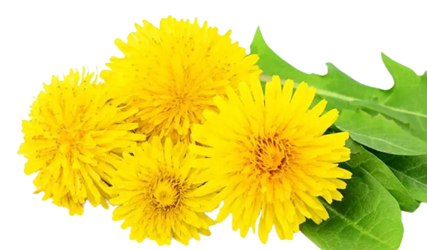 Dandelion Root Extract