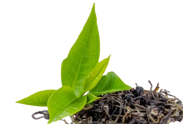 Green Tea Leaf Extract
