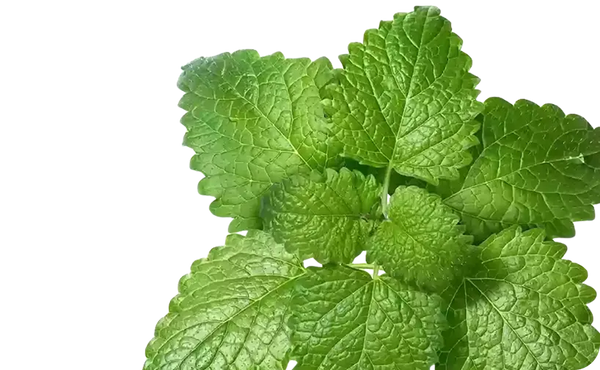 Lemon Balm Extract